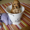 honden foto net haar mama!!