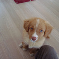 honden foto Onze toller