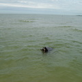 honden foto BlueBelle aan het zwemmen