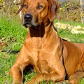 honden foto Louis, een male die vorig jaar is overleden op 8-jarige ouderdom.  Nog steeds wordt er met regelmaat een traan weggepinkt.  Een wonder van een hond.