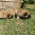 honden foto Nog wat schattige pups..