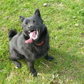 honden foto De vader van de schippertjes..