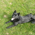 honden foto Ons mannelijk schippertje