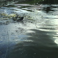 honden foto juno
