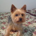 honden foto 