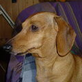 honden foto Dit is Nienke,  onze Nienke is 14 jaar, en al een hele tijd ziek haar alvleesklier is niet in orde, daarom moet ze op alles wat ze eet enzymen hebben.  Je zou niet zeggen dat ze ziek is ,want ze is zelfs nog speels,
En dat voor zo,n oude dame.
wij hopen dat ze nog lang bij ons kan blijven  Pootje van Nienke en groetje van anne