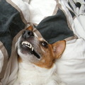 honden foto Ik ben ook wel eens boos