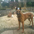 honden foto 