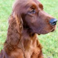 honden foto 