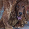 honden foto Of The Red Kindness Irish Setters