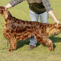honden foto 