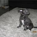 honden foto 