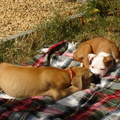 honden foto juist uit bad en dan drogen op het deken buiten in de zon 