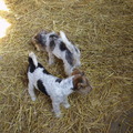 honden foto 