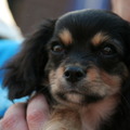 honden foto Daisy is op deze foto net tien weken en we hebben haar dan twee dagen. 