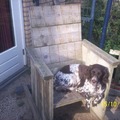 honden foto Dit is de lieve mamma van de bruine hond en zij is 10 jaar oud en niet meer zo dol op lange wandelingen.