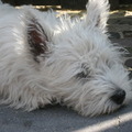 honden foto 