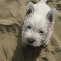 honden foto 