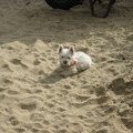 honden foto Harrie is een echte zandhaas!