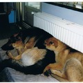 honden foto 