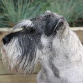 honden foto Brisco een peper en zout Middenslag Schnauzer 10 jaar.