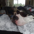 honden foto 