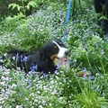honden foto 
