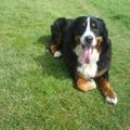 honden foto 