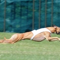honden foto Enzofrani van Del Karfo