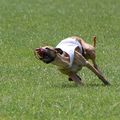 honden foto Storktown's Roxanne
Kennel Del Karfo
