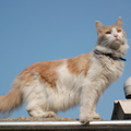 honden foto Dit is onze Flossie, hij is een Maine Coon van bijna 10 jaar. Wij hebben hem nu ruim twee jaar, hijkomt uit een Rotterdams opvanhuis en was een zak botten met een velletje toen we hem kregen. Nu is hij prachtig en de schrik van de buurt. In zijn advertentie werd hij toendertijd aangeprezen als de grote vriendelijke reus en dat is hij ten voeten uit!!