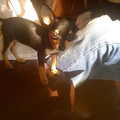 honden foto Baco Nog Puppie (7weken)