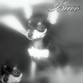 honden foto Baco zwart/wit(L)