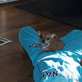 honden foto dit is ons vrouwtje
ze heet dushi
en als het goed is verwachten we eerdas een eerste nestje van haar