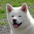 honden foto Belgisch, Luxemburgs en Belgian Winner 2009 KAMPIOEN
Gekko FURINKAZAN