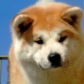 honden foto Multi Kampioen Daigetsu FURINKAZAN