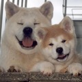 honden foto Zushiou & Bisho