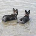 honden foto Bink en Boedha, bij ons geboren, hoezo Franse Bullen houden niet van water?????