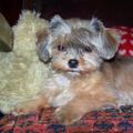 honden foto Indy
