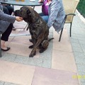 honden foto timo heeft alle aandacht,heerlijk vindt die dat