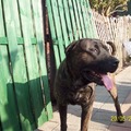 honden foto 