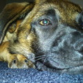 honden foto 