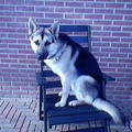 honden foto 